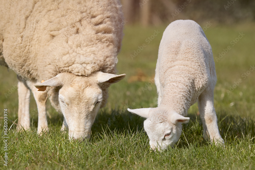Young white lamb and white Flemish sheep graze in meadow Young white lamb and white Flemish sheep graze in meadow
