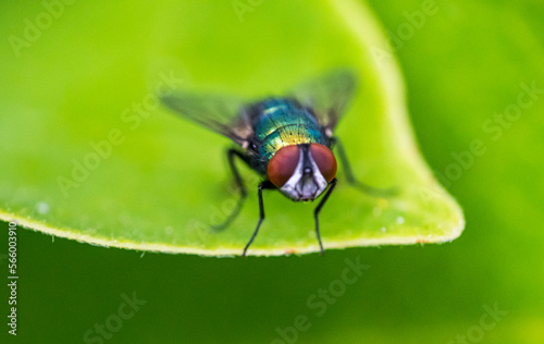 The Lucilia fly is a genus of blow flies, in the family Calliphoridae.