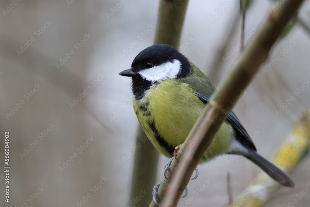 Great Tit (Parus major) in a tree. Great Tit (Parus major) in a tree.