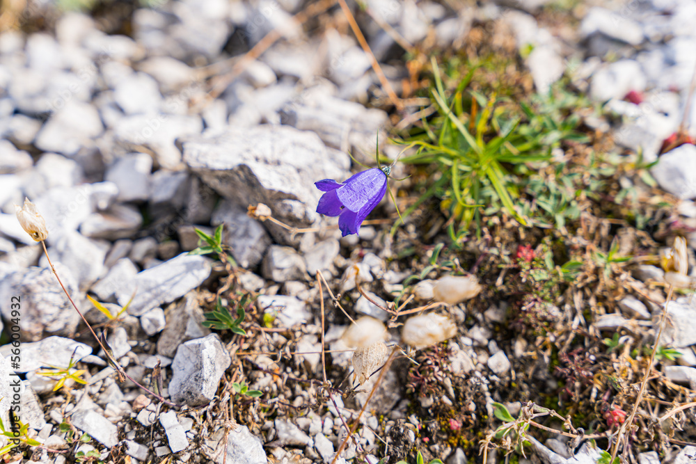 Scheuchzers bellflower in the Alps in front of a waterfall