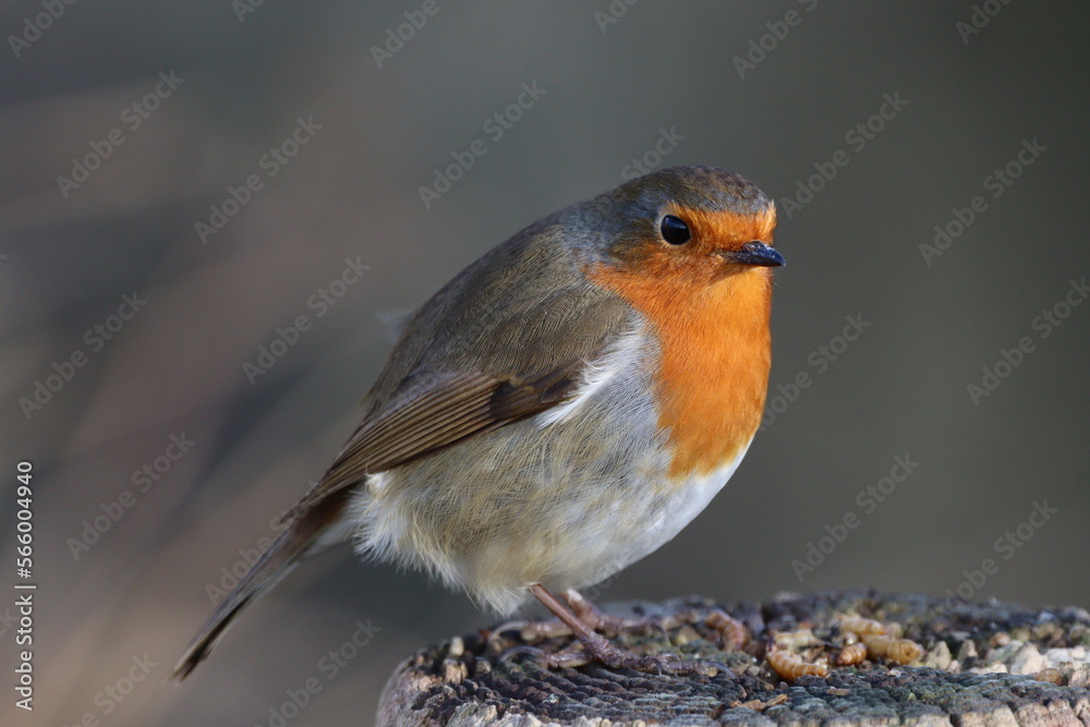 Robin (Erithacus rubecula) a fence post during winter Robin (Erithacus rubecula) a fence post during winter