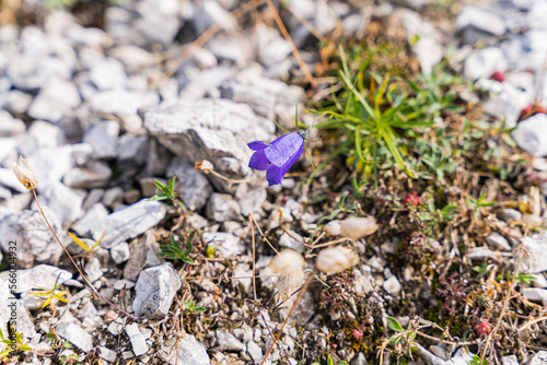Scheuchzers bellflower in the Alps in front of a waterfall