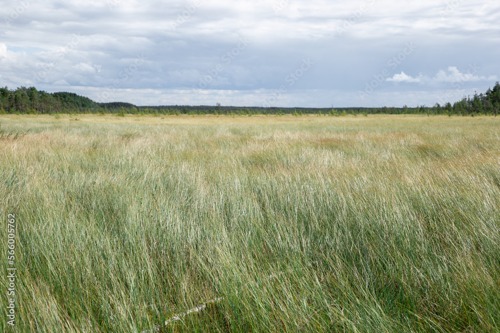 View of the overgrown swamp