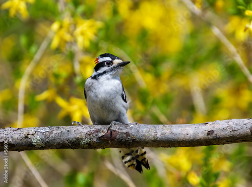 A downy woodpecker, Dryobates pubescens,  showing spots on tail feathers, perched on a branch with yellow forsythia flowers in the background