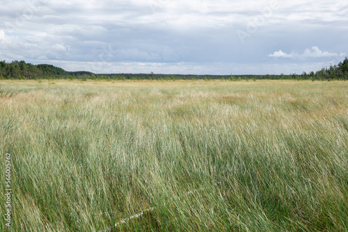 View of the overgrown swamp