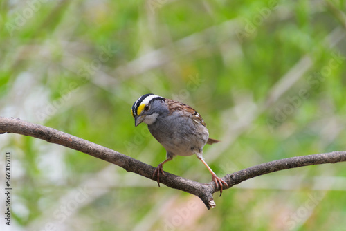 A male white-throated sparrow, Zonotrichia albicollis, perched awkwardly on a branch, leaning over to look down photo