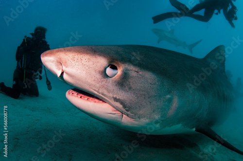 A close up of a tiger shark