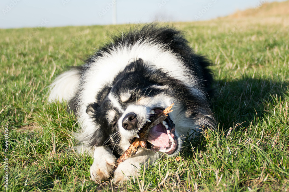 Dog is lying in the grass. She is so happy dog on trip.