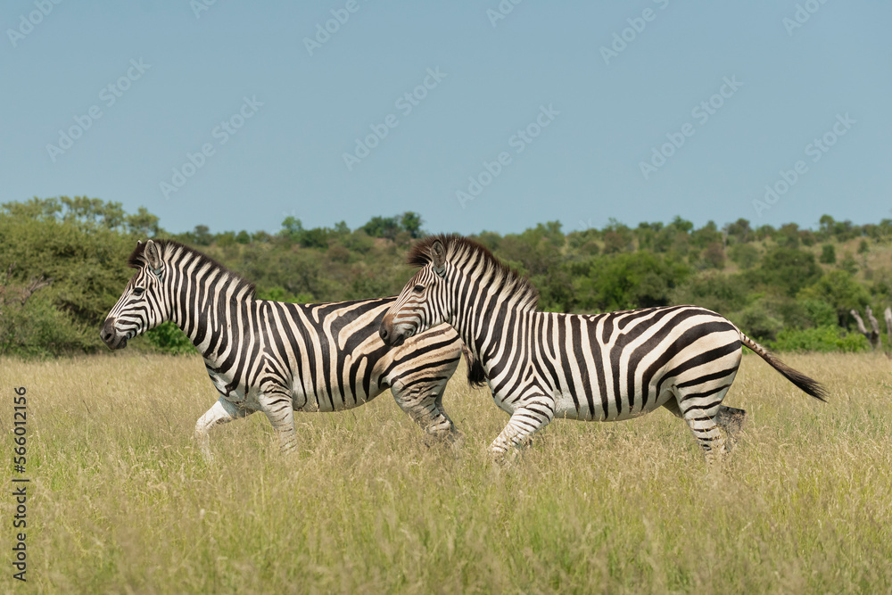 Obraz premium Two plains zebras - Equus quagga - running through savanna with green-yellow grass and sky in background. Photo from Kruger National Park in South Africa.