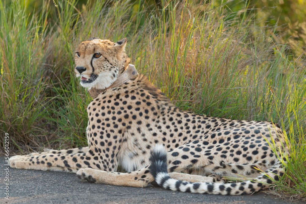 Cheetah - Acinonyx jubatus lying on road with green grass in background. Photo from Kruger National Park in South Afrcia. Cheetah - Acinonyx jubatus lying on road with green grass in background. Photo from Kruger National Park in South Afrcia.
