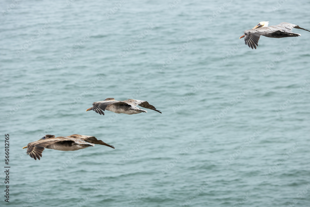 Pelicans flying over San Francisco Bay, fog, California, USA Pelicans flying over San Francisco Bay, fog, California, USA