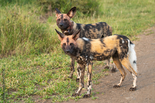 African wild dogs - Lycaon pictus, painted dogs or Cape hunting dogs in green grass. Photo from Kruger National Park in South Africa.
