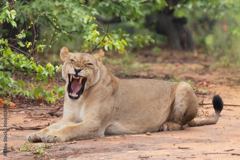 Fototapeta premium Yawning lioness - Panthera leo, male with open mouth. Photo from Kruger National Park in South Africa.