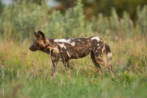 African wild dog - Lycaon pictus, painted dog or Cape hunting dog walking in green grass. Photo from Kruger National Park in South Africa.