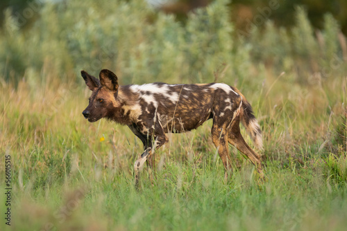 African wild dog - Lycaon pictus, painted dog or Cape hunting dog walking in green grass. Photo from Kruger National Park in South Africa.