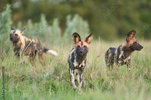 Photography Pack of african wild dogs - Lycaon pictus - walking on ground with green vegetation in background
