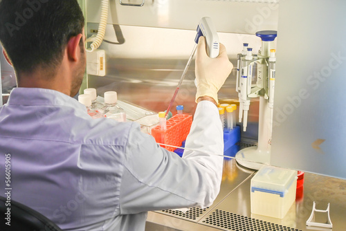 Bilde på lerret The researcher's work with cell culture in a laminar box.