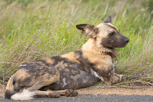 African wild dog - Lycaon pictus, painted dog or Cape hunting dog lying in on road with green grass in background. Photo from Kruger National Park in South Africa.