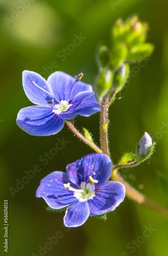 veronica officinalis blue flower green meadow bakground