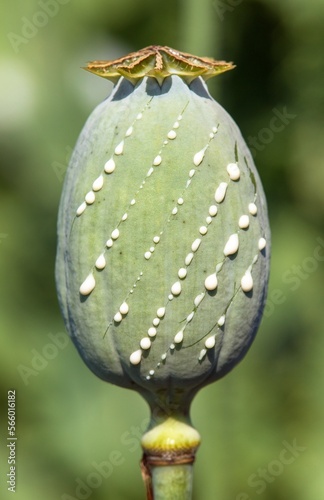 opium poppy head papaver somniferum with opium drops