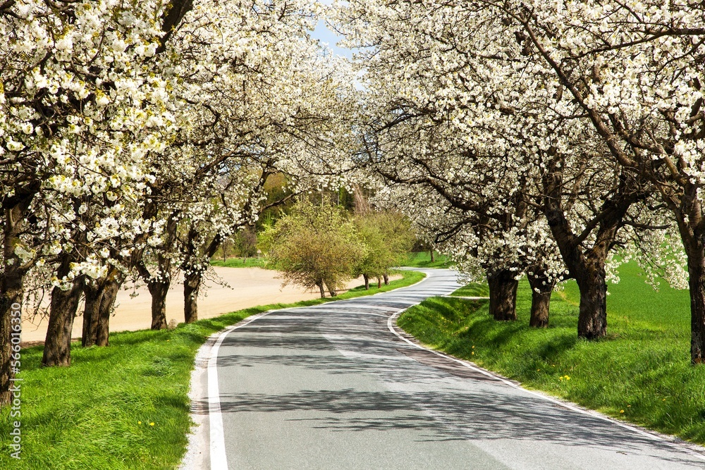 road and alley of flowering cherry trees Prunus cerasus road and alley of flowering cherry trees Prunus cerasus