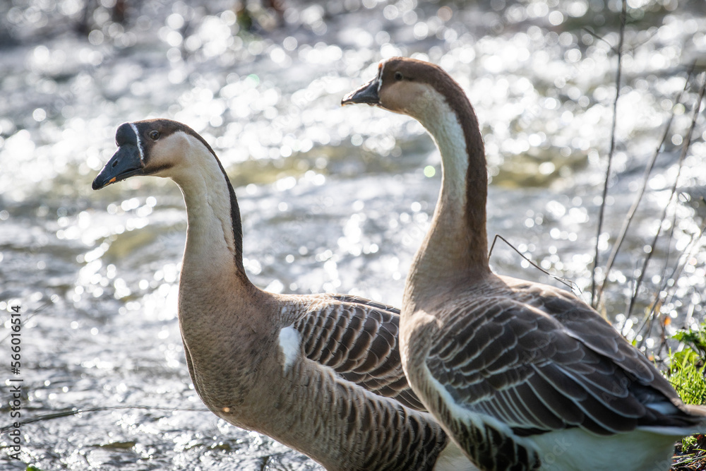 Fototapeta premium Two geese near a river in the middle of nature