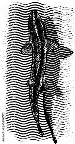 vector illustration silhouette of a trout fish