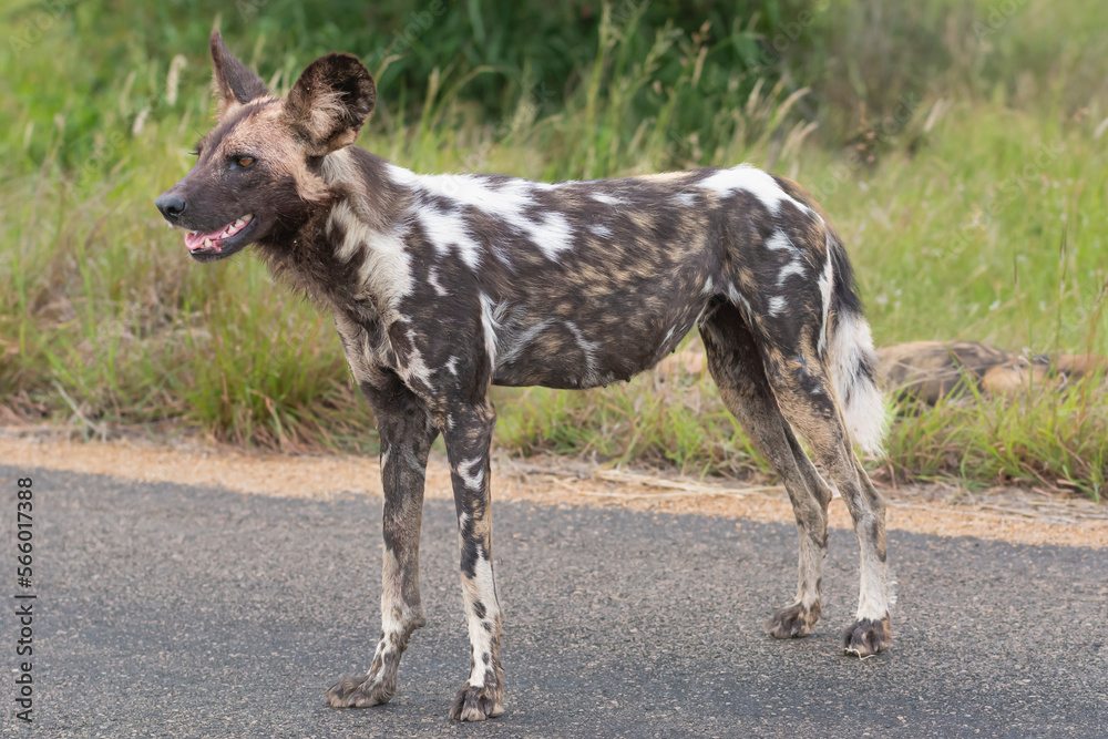 African wild dog - Lycaon pictus - walking on road with green vegetation in background. Photo Kruger National Park in South Africa. African wild dog - Lycaon pictus - walking on road with green vegetation in background. Photo Kruger National Park in South Africa.