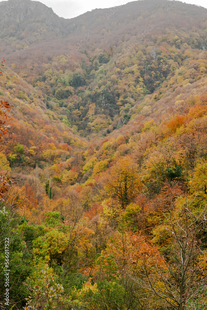 colorful forest in autumn , colorful autumn season background