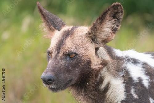 Portrait of african wild dog - Lycaon pictus - with green vegetation in background. Photo Kruger National Park in South Africa.