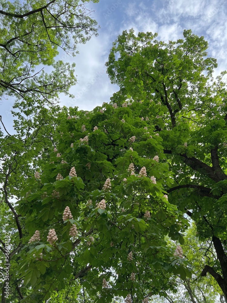 Fototapeta premium Blossoming chestnut trees in the spring park. White horse chestnut. Conker tree, Aesculus hippocastanum.