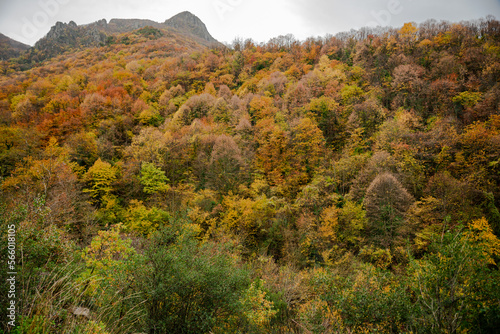 colorful forest in autumn , colorful autumn season background