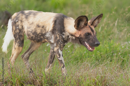 African wild dog - Lycaon pictus, painted dog or Cape hunting dog walking in green grass. Photo from Kruger National Park in South Africa. © PIOTR
