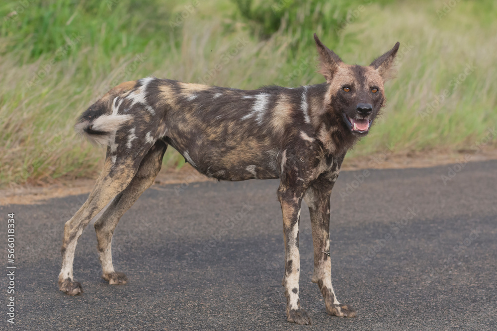 Fototapeta premium African wild dog - Lycaon pictus - walking on road with green vegetation in background. Photo Kruger National Park in South Africa