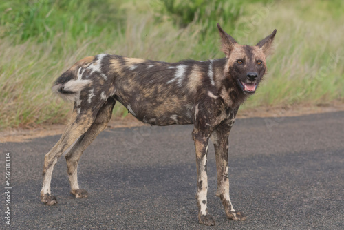 African wild dog - Lycaon pictus - walking on road with green vegetation in background. Photo Kruger National Park in South Africa