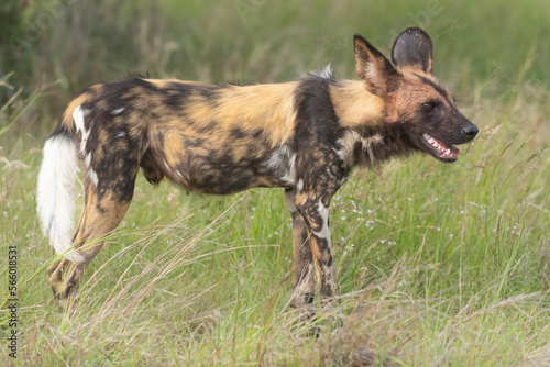 African wild dog - Lycaon pictus - walking on road with green vegetation in background. Photo Kruger National Park in South Africa.
