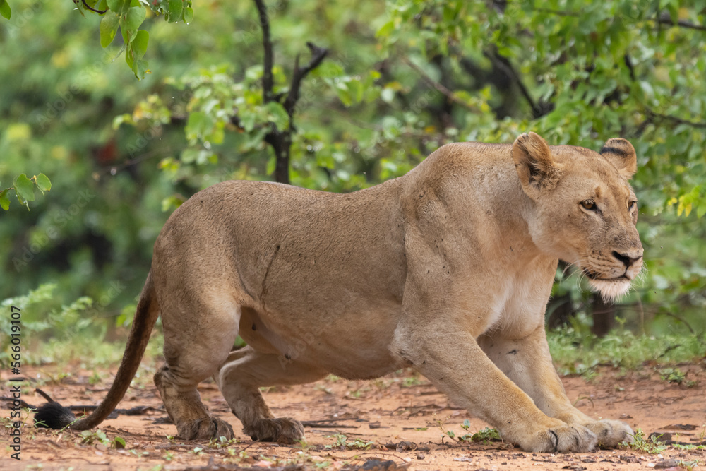 Obraz premium Lioness - Panthera leo, female with green vegetation in background. Photo from Kruger National Park in South Africa. 