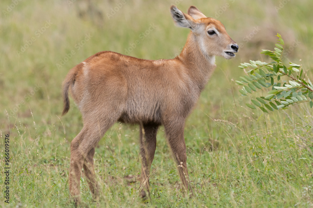 Waterbuck - Kobus ellipsiprymnus, goatling with green background. Photo from Kruger National Park.