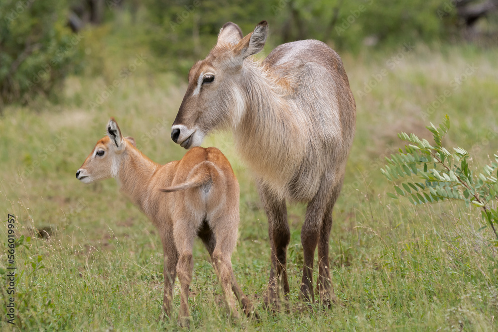 Waterbuck - Kobus ellipsiprymnus, cute goatling with mother with green background. Photo from Kruger National Park.