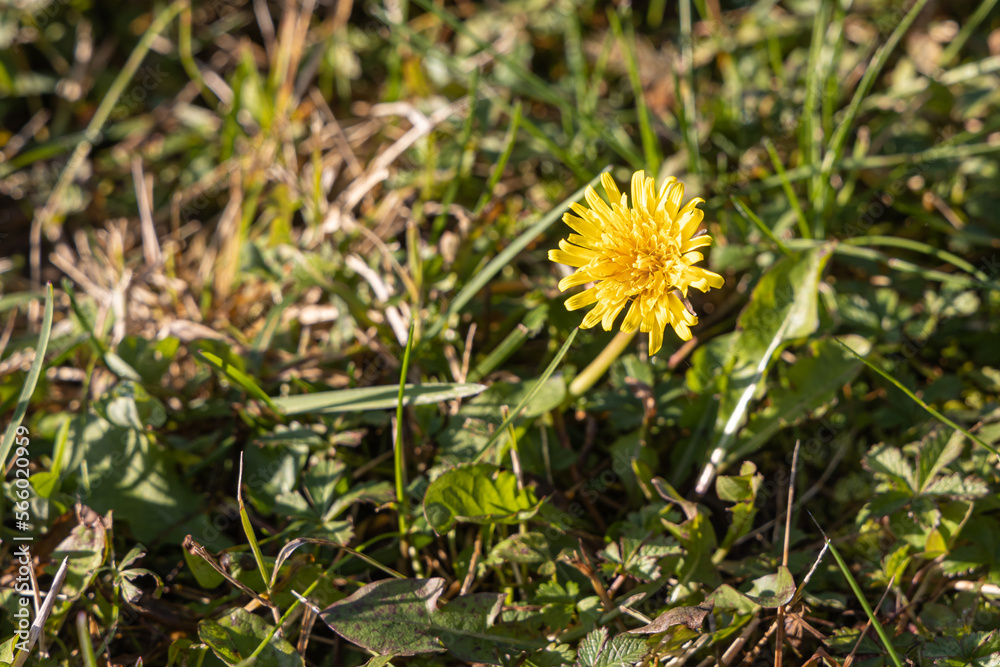 One yellow dandelion head is on a beautiful blurred green background