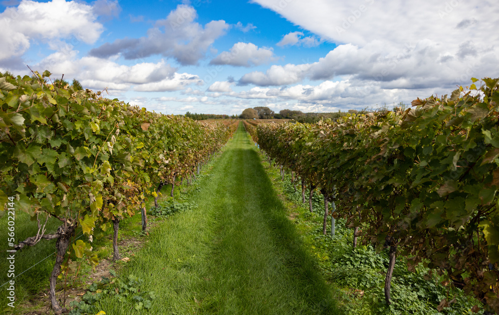 Naklejka premium Vignes de raisons et allée centrale, jour, horizontal