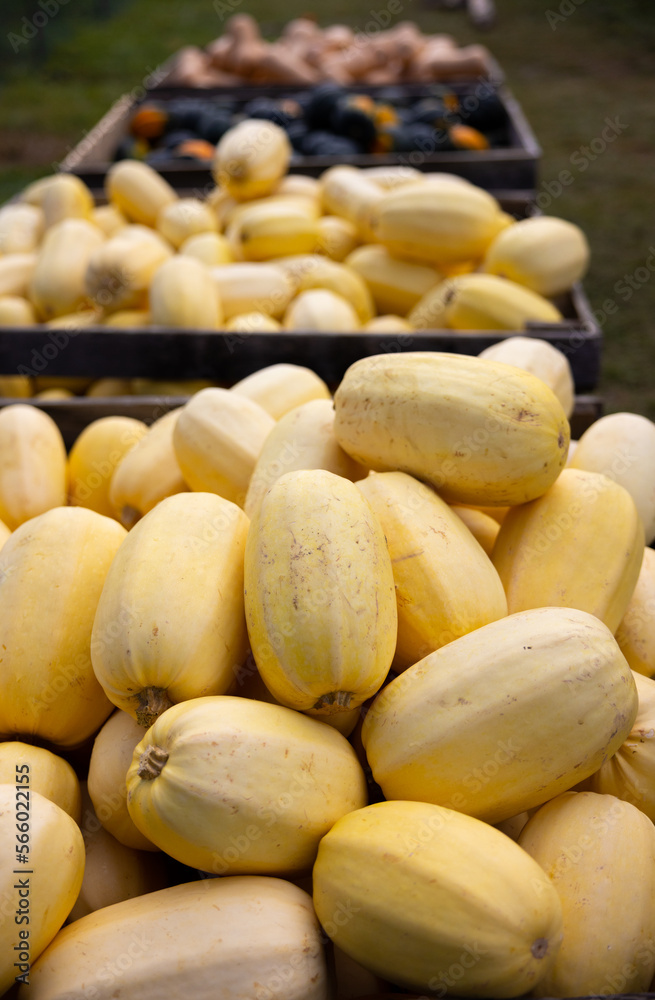 Courges butternut Courges butternut