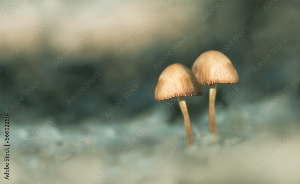 Fairytale Mushrooms