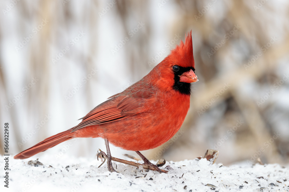 A male northern cardinal walks across the snow searching for bird seed to eat A male northern cardinal walks across the snow searching for bird seed to eat