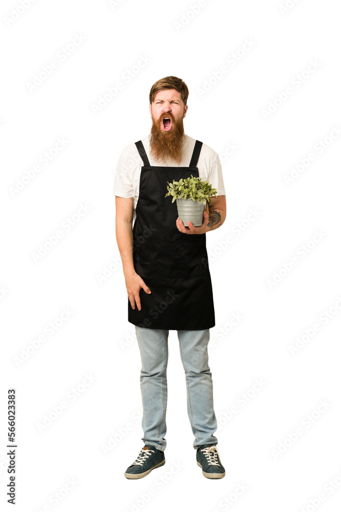 Young adult redhead gardener man holding a plant full body isolated screaming very angry and aggressive. Young adult redhead gardener man holding a plant full body isolated screaming very angry and aggressive.