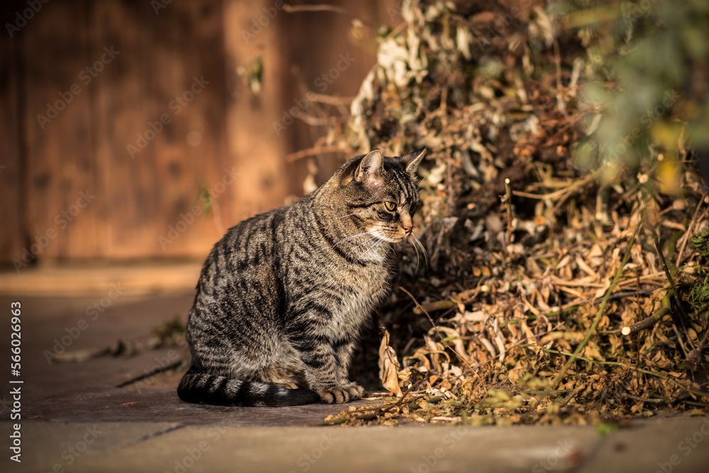 Obraz premium Cute tabby european shorthair cat sitting near cut plants branches and looking intently on the floor.