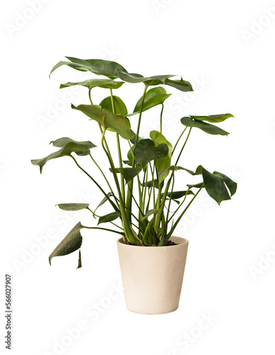 Cut out monstera plant in a pot, home decoration isolated