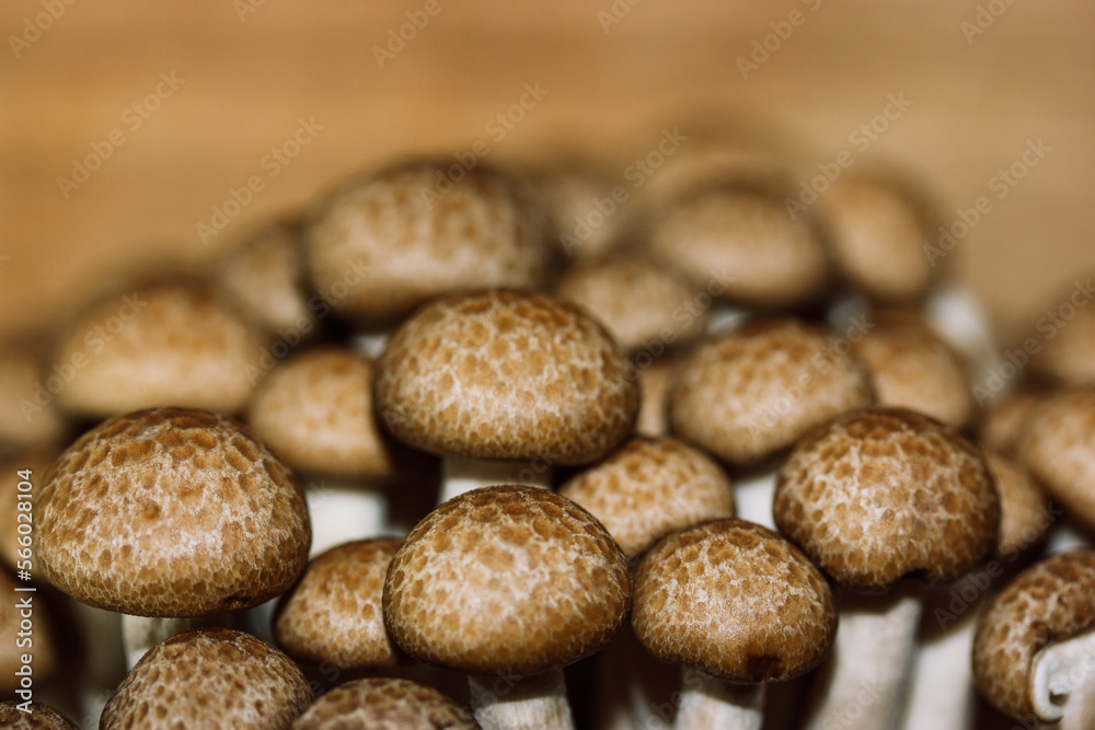 Fresh raw brown shimiji or shimeji mushrooms selective focus. Hypsizygus tessulatus is a mushroom native to East Asia. Vegetarian vegan healthy food plant. Beech mushroom backdrop Fresh raw brown shimiji or shimeji mushrooms selective focus. Hypsizygus tessulatus is a mushroom native to East Asia. Vegetarian vegan healthy food plant. Beech mushroom backdrop