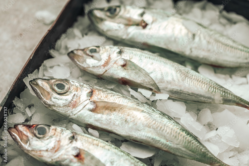 four raw seabass fish on ice ready to be cooked four raw seabass fish on ice ready to be cooked