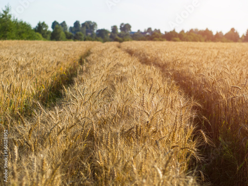 traces from tractors in a field with wheat